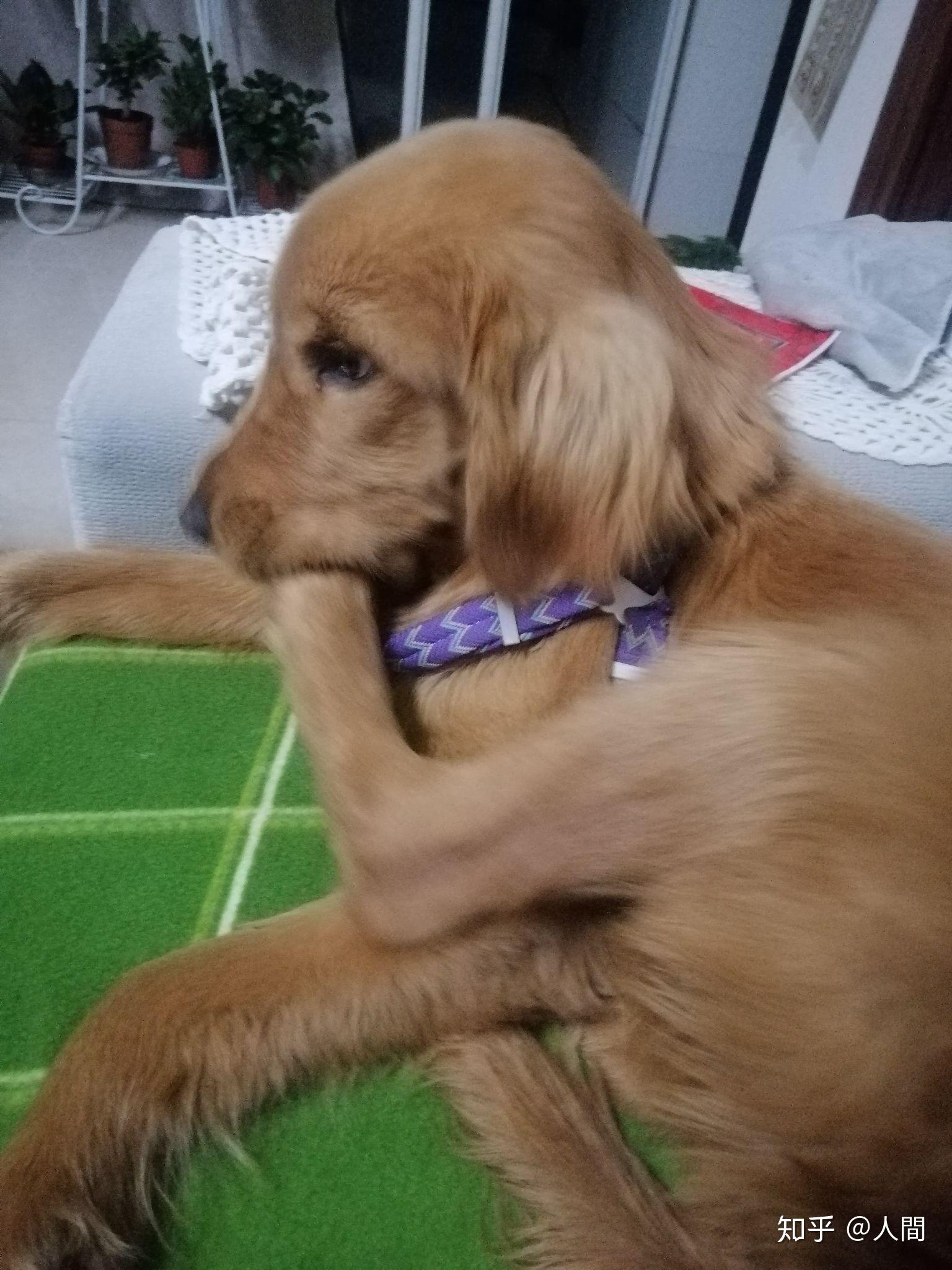 求大神鉴定真假金毛