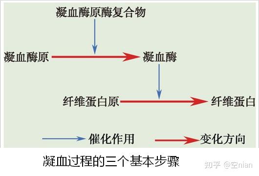 生理学全书笔记 第三章 血液 - 知乎