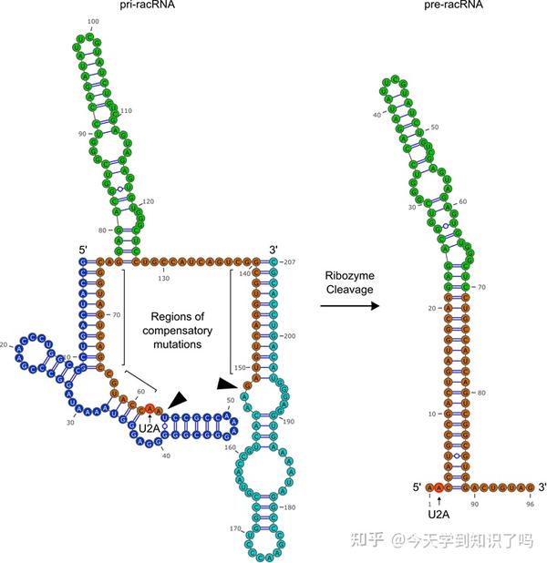 使用可自催化转录本在细胞中高效表达环状RNA适体 - 知乎