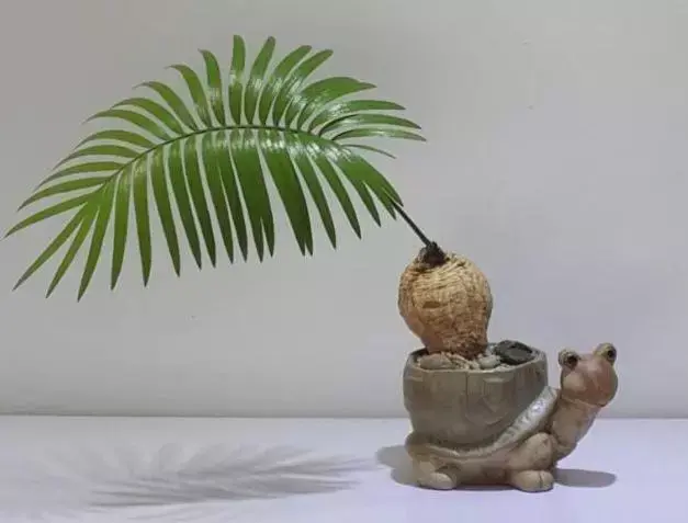 石山苏铁的鉴赏与养护管理