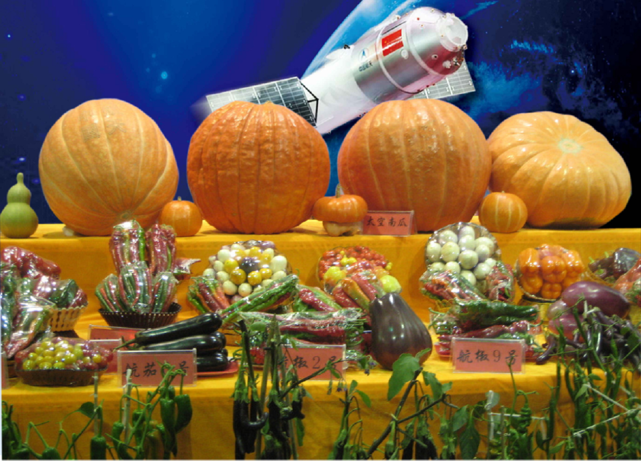 1984年,美国将番茄种子送上太空,逗留时间达6年之久,返回地面后经科研