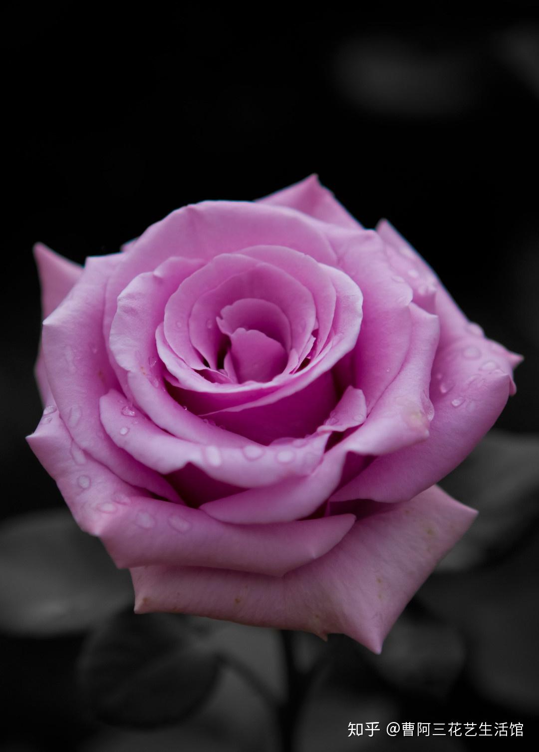 玫瑰分类之三——曼妙绮丽紫玫瑰