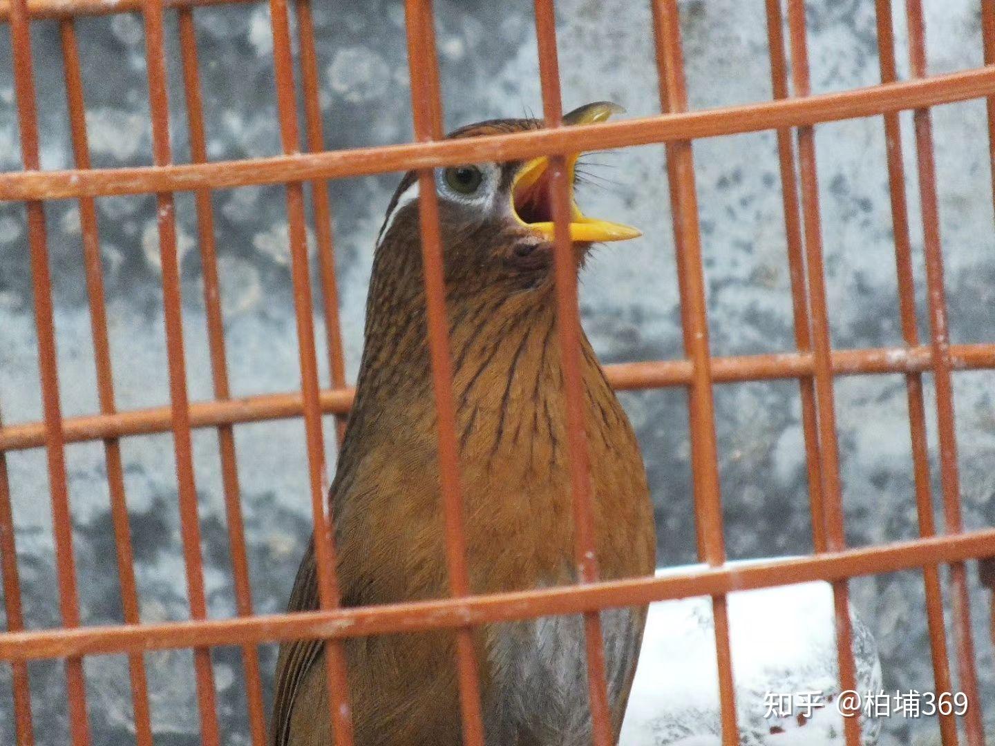 有看過畫眉鳥比賽嗎