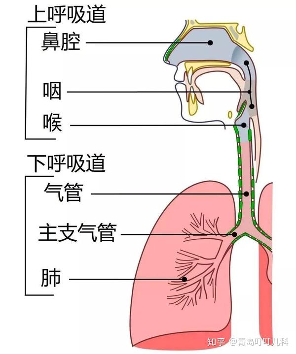 感冒科普系列①| 孩子感冒了,这六条一定要知道! - 知乎