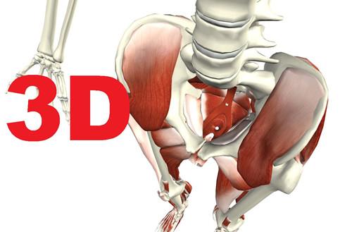 3d解剖课堂——盆底解剖