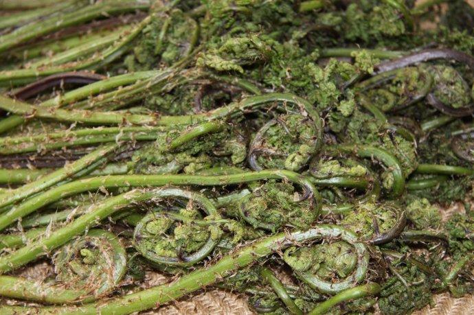 未文菜名的野菜们 大山的馈赠 童年的美丽 知乎 未文菜名的野菜们 大山的馈赠 童年的美丽 知乎