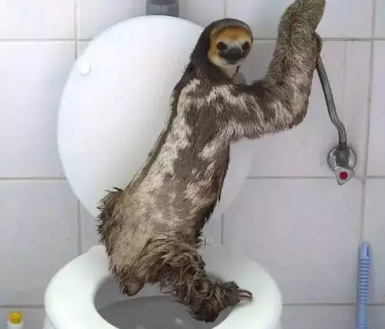 【科普】树懒那么懒为啥要下地便便?