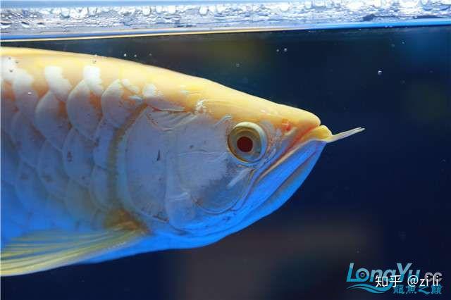 2019长城杯世界龙鱼锦标赛获奖鱼只赏析