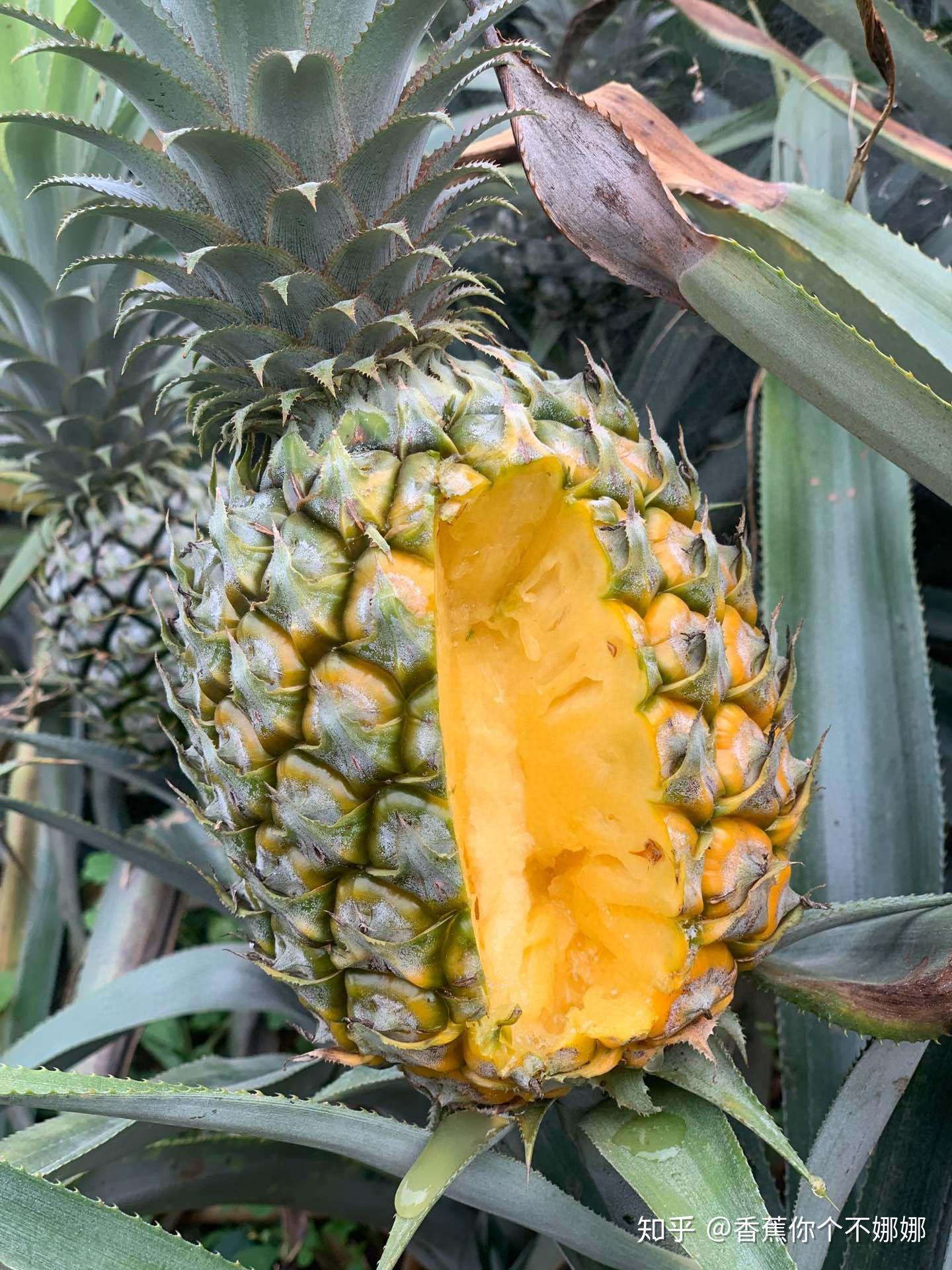 这个季节的云南香水小菠萝