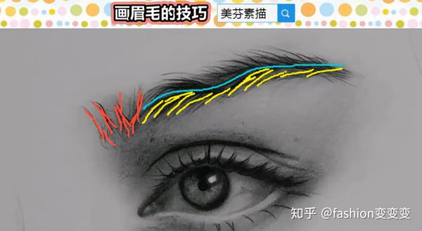 素描五官眉毛怎么画眉毛走向和明暗排线技巧分享