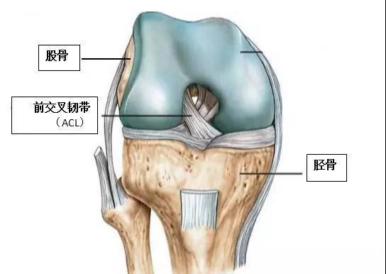 如何降低广州女跑者的前交叉韧带损伤风险