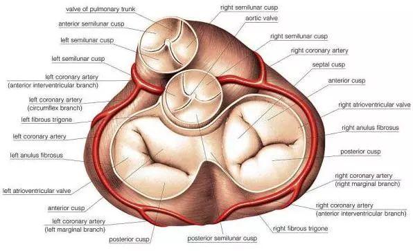 房室瓣在哪里图片图片
