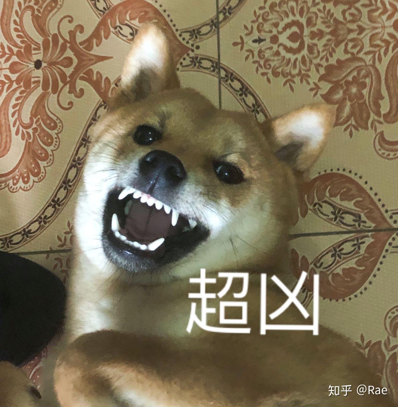 柴犬小时候和长大后的差别有多大