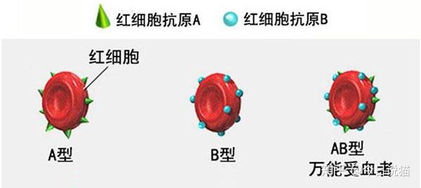 该抗体数量就已经达到了相当高的水平,如果遇到带有a型抗原的红细胞