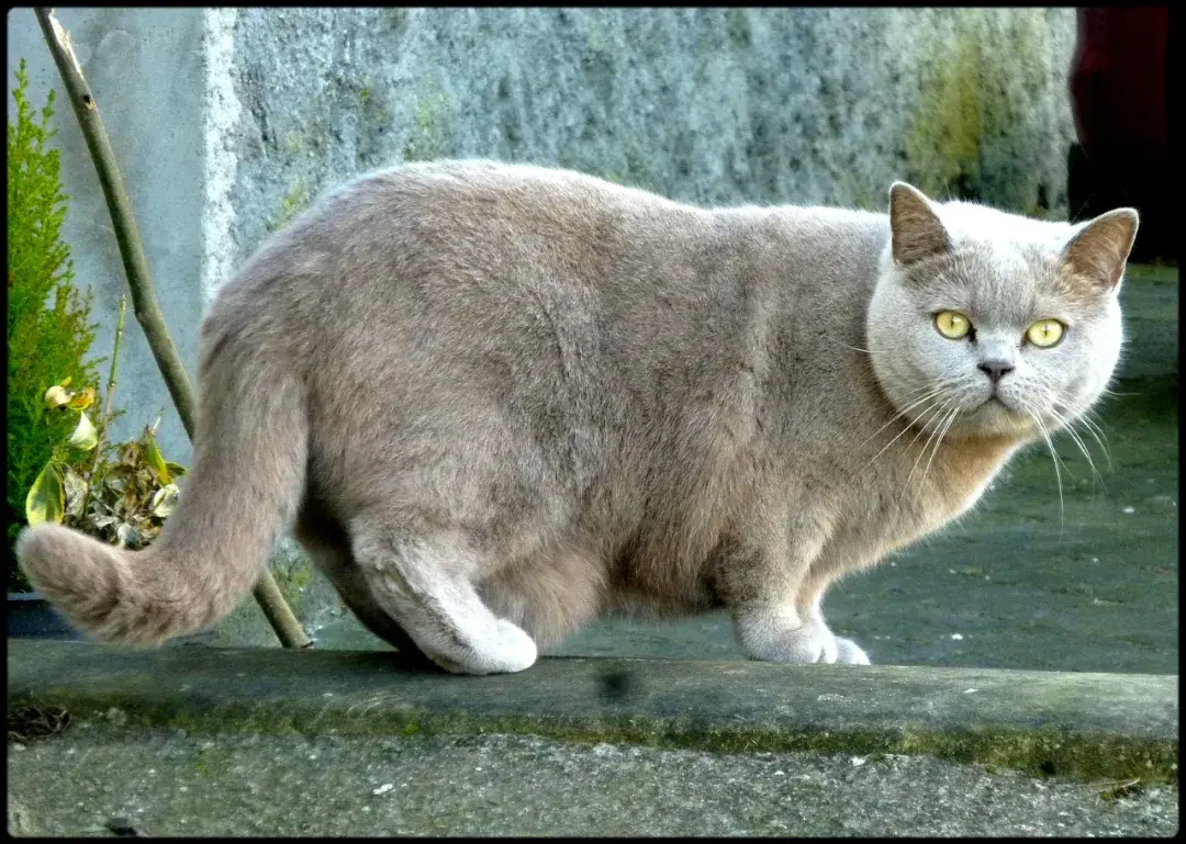夏特尔猫源于法国,据说是由法国夏特尔修道院僧侣培育出来的品种