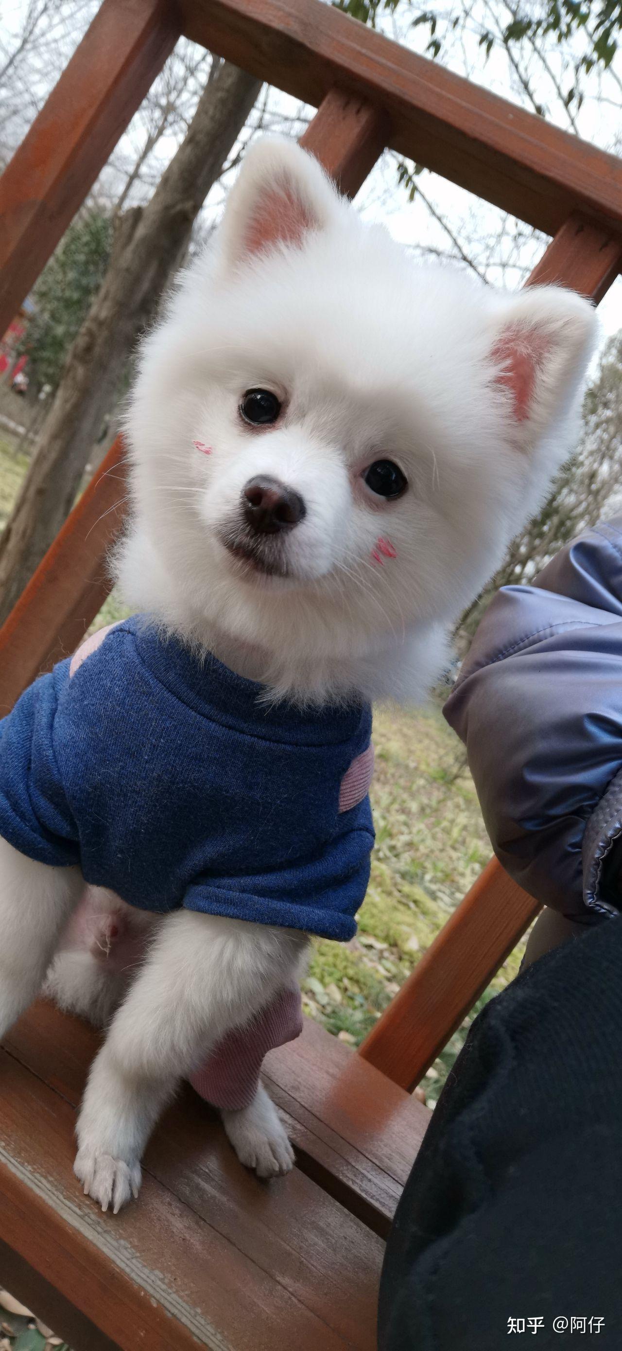 三个月大博美一天喂几次狗粮? - 知乎