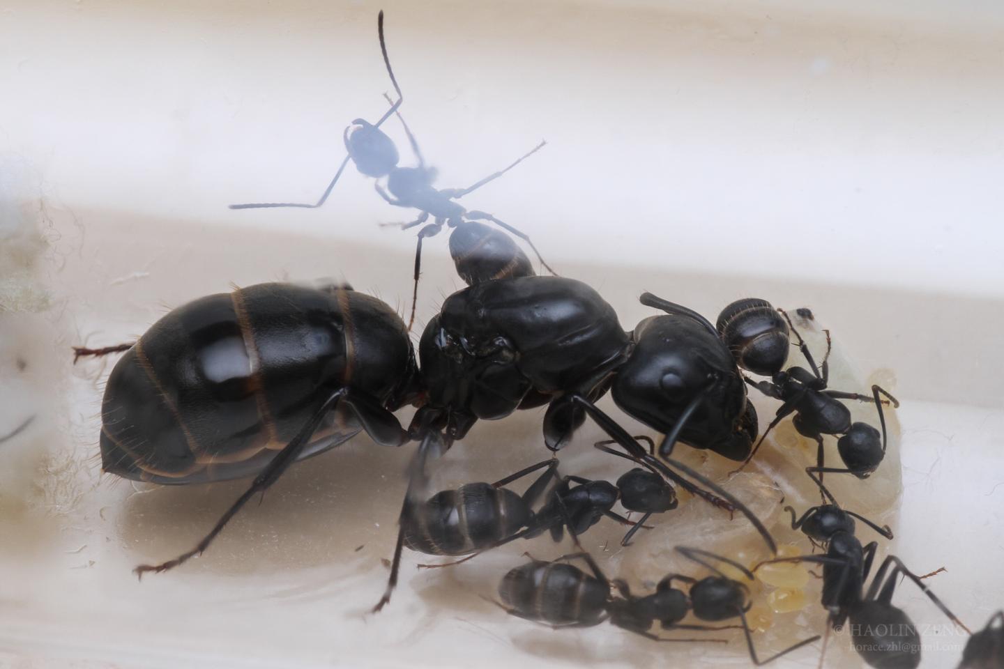 我们为何研究蚂蚁 知乎