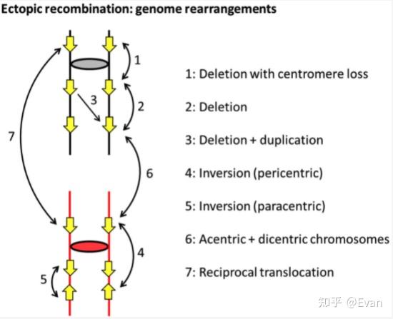 长读长组装果蝇dsubobscura参考基因组