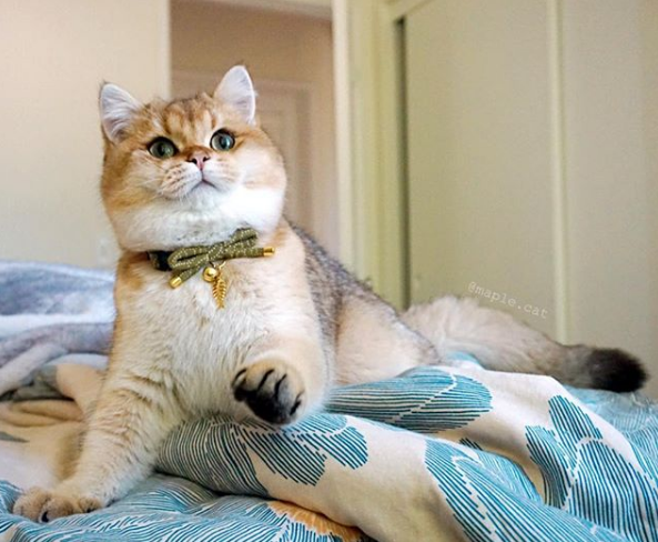 吸猫大会英短金渐层maple