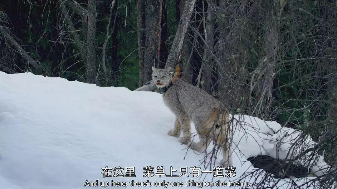 豆瓣97分bbc刷爆朋友圈的吸猫神片来了每一秒都被萌出血40种猫让你