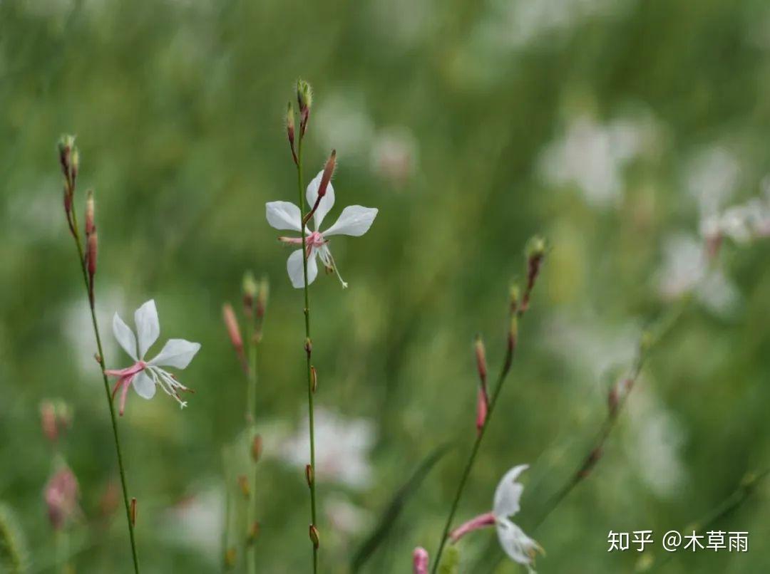 山桃草扦插繁殖图片