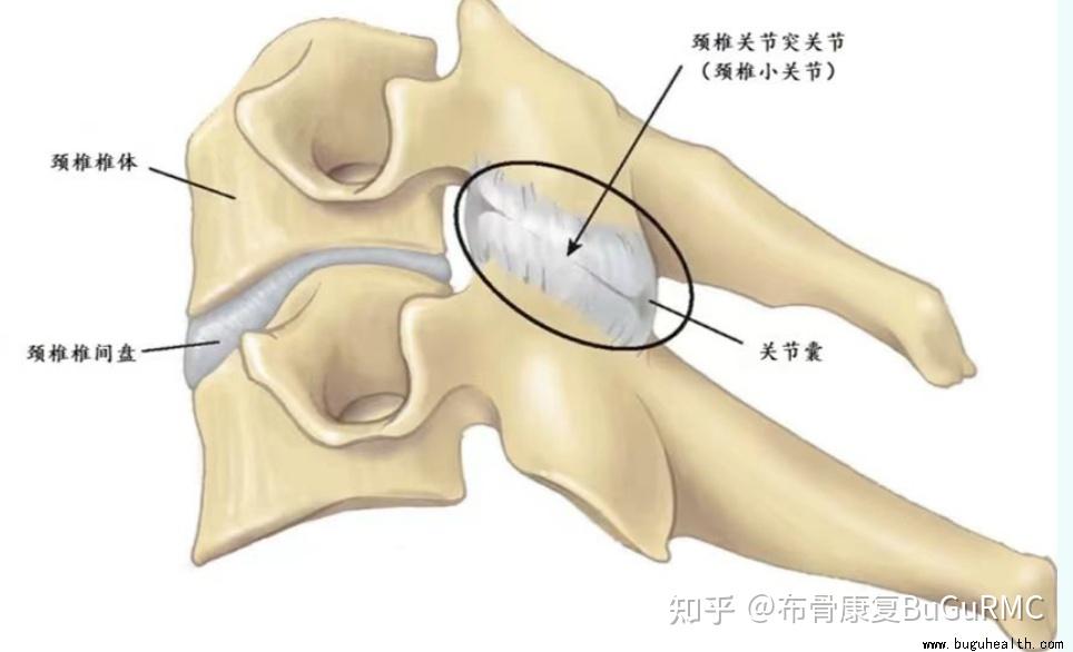 椎小关节解剖图图片