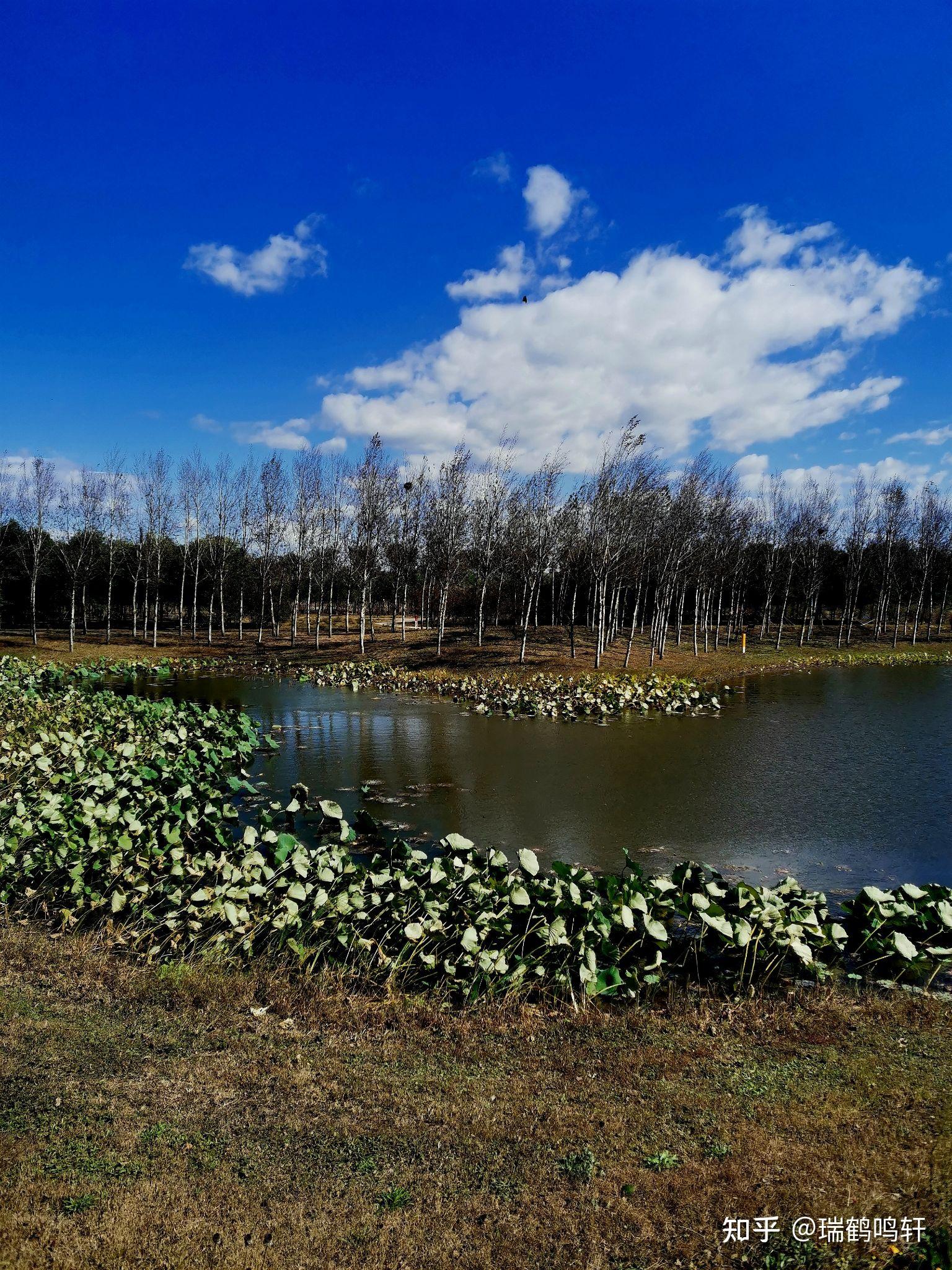 北京东郊湿地公园拍鸟图片
