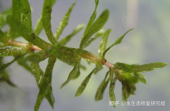 轮叶黑藻与伊乐藻是亲兄弟吗能不能用