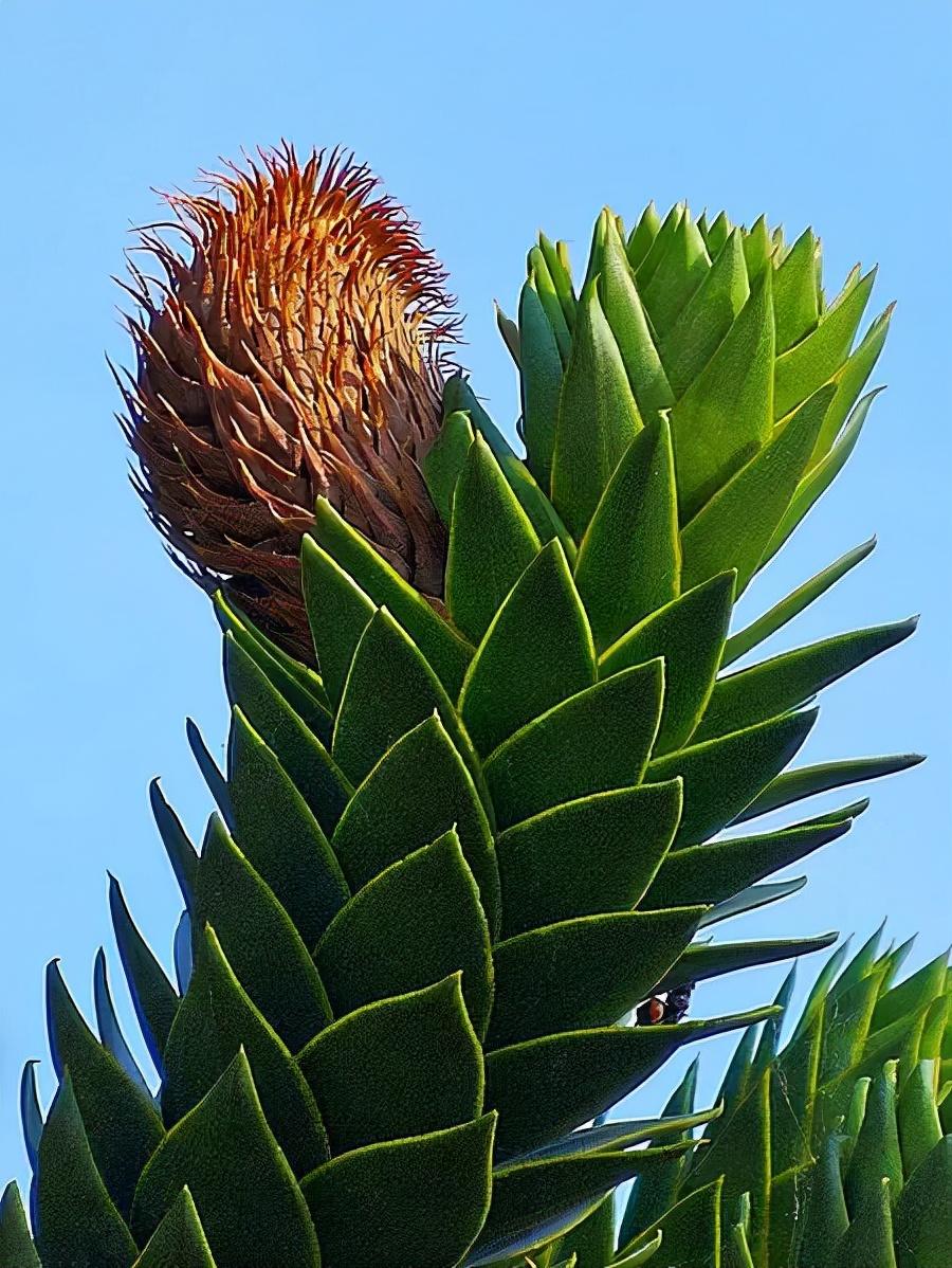 水和酒精在这种国宝植物上往不同方向流,我国科学家破解原理