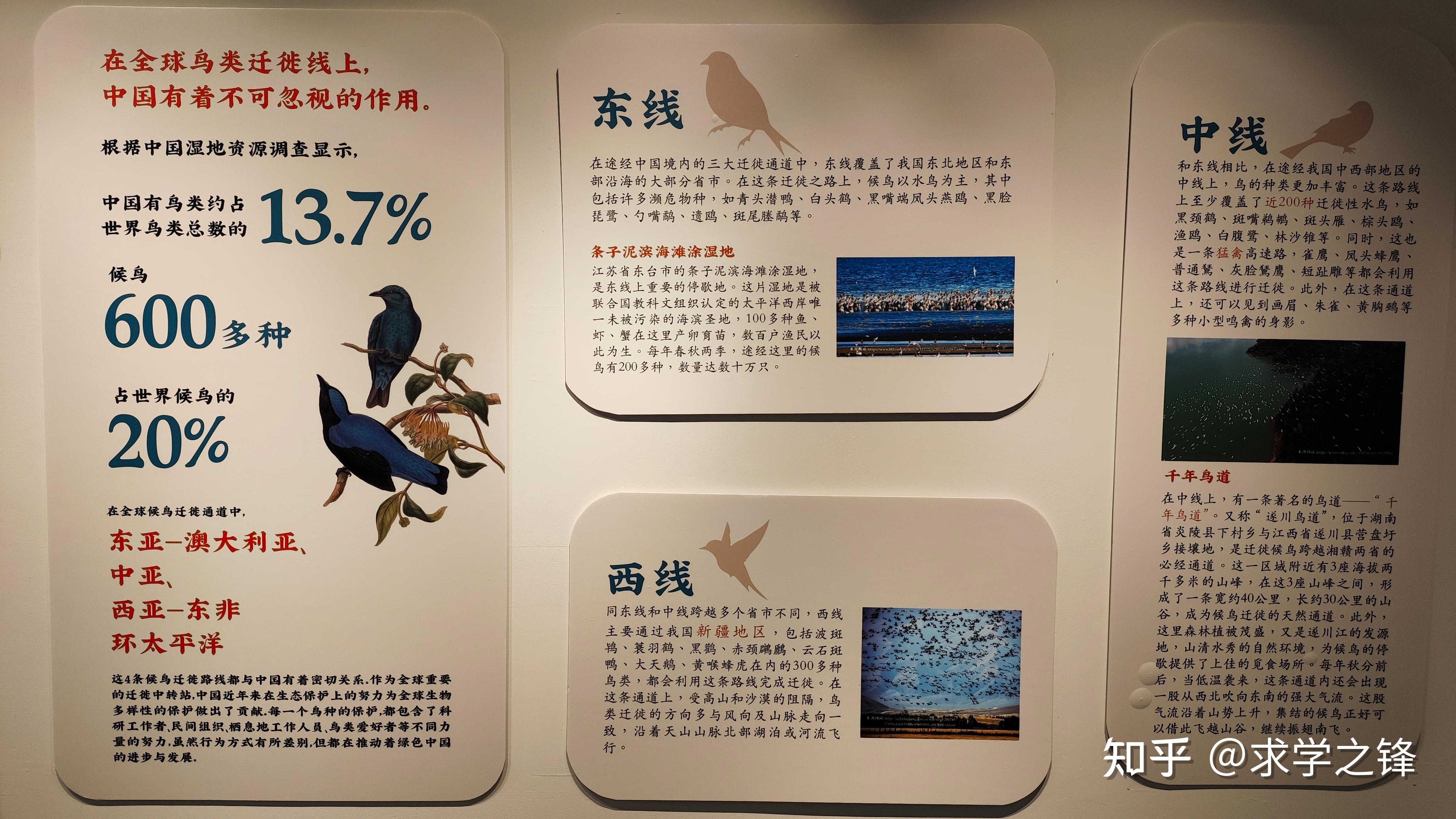 飞羽世界——鸟类科普文化展 掠影 - 知乎