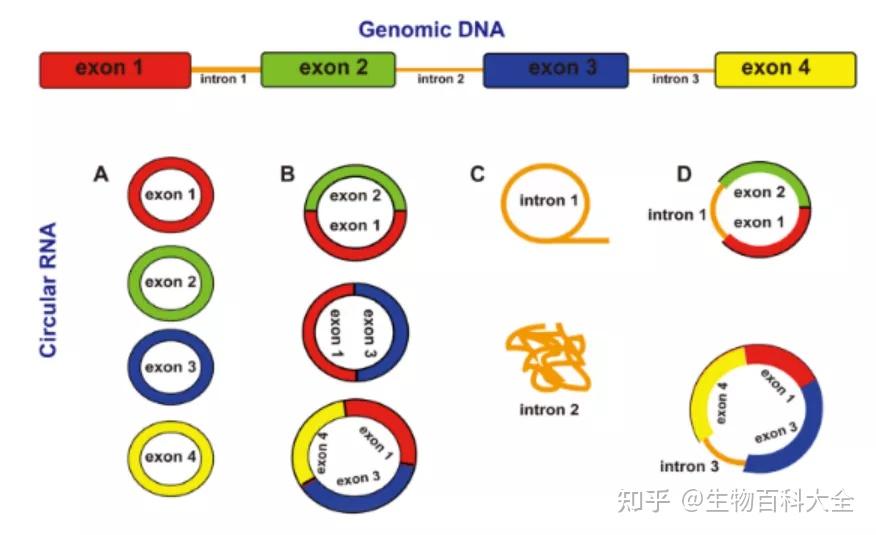 转录组学的非正规军——非编码RNA - 知乎