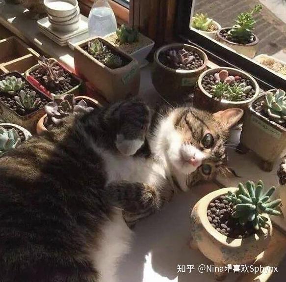 养猫家庭可以养的植物 知乎