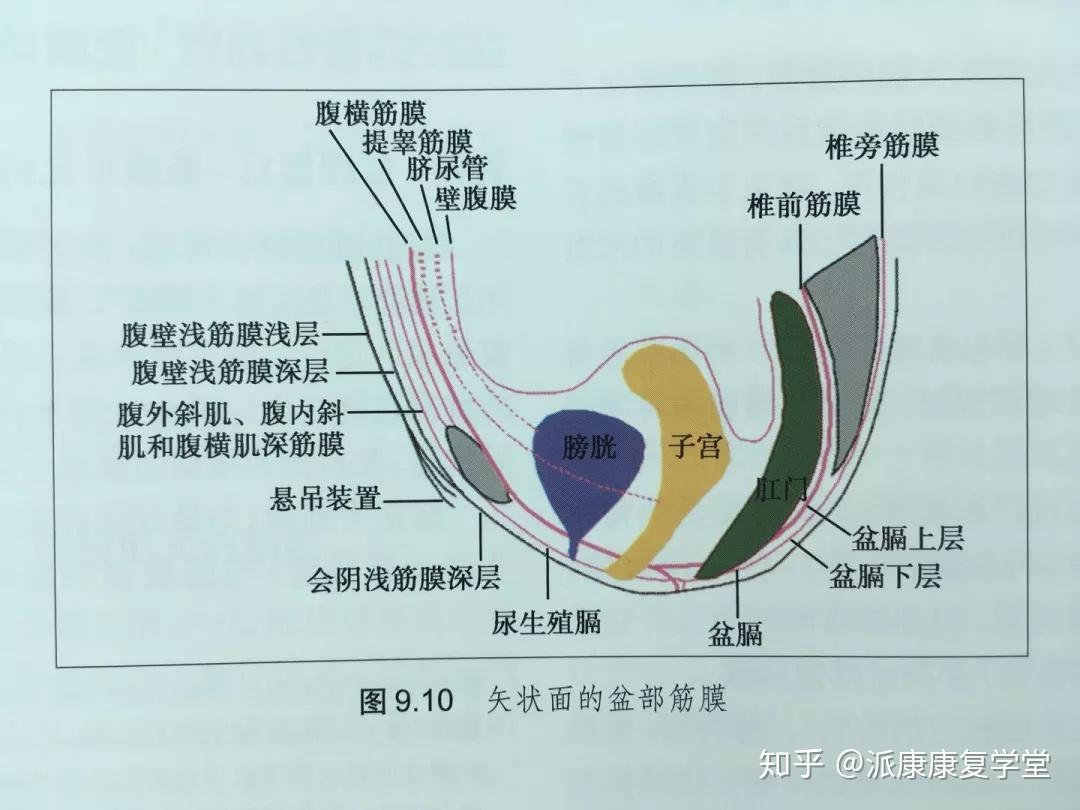 子宫阔韧带植入髂筋膜和腹横筋膜,形成连续结构.