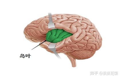 大脑结构指南 - 知乎