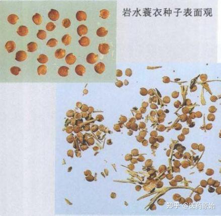 带你识别天仙子