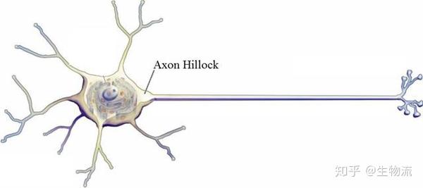 轴丘(axon hillock)