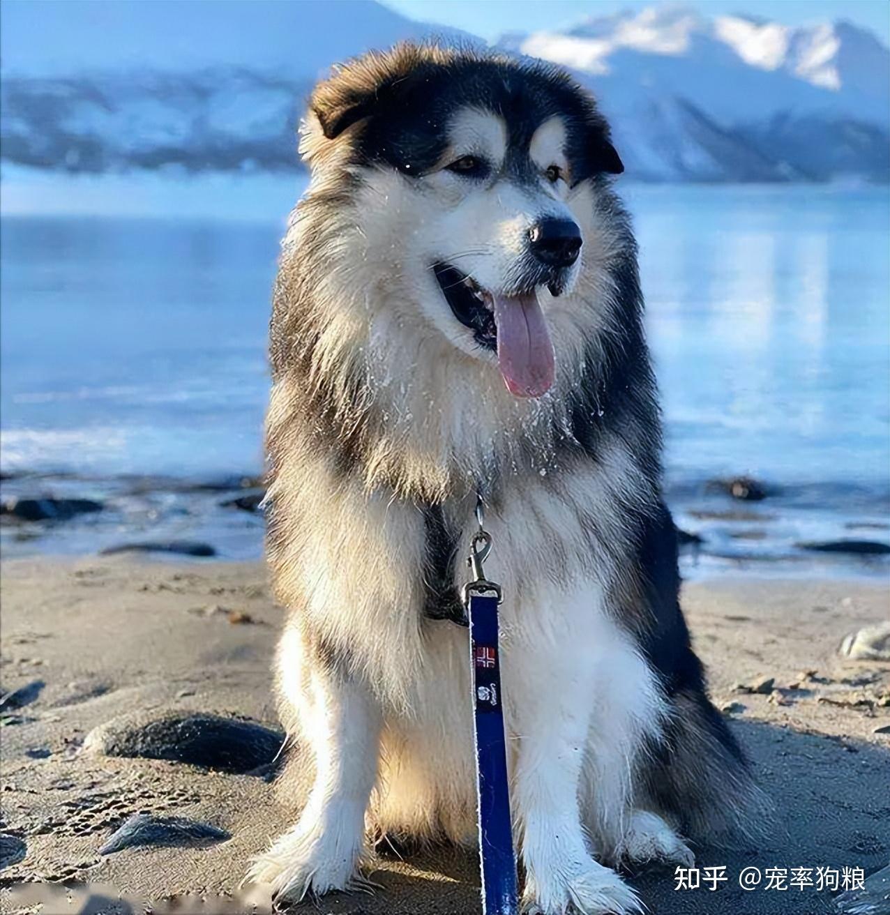 4. 阿拉斯加【性格憨,长相憨,温和友善】