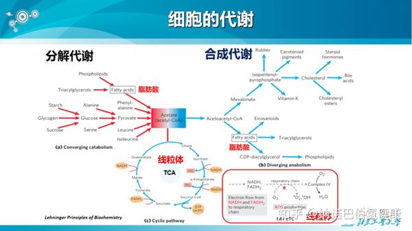 “氢代谢体质”?探讨氢气和代谢的关系! - 知乎