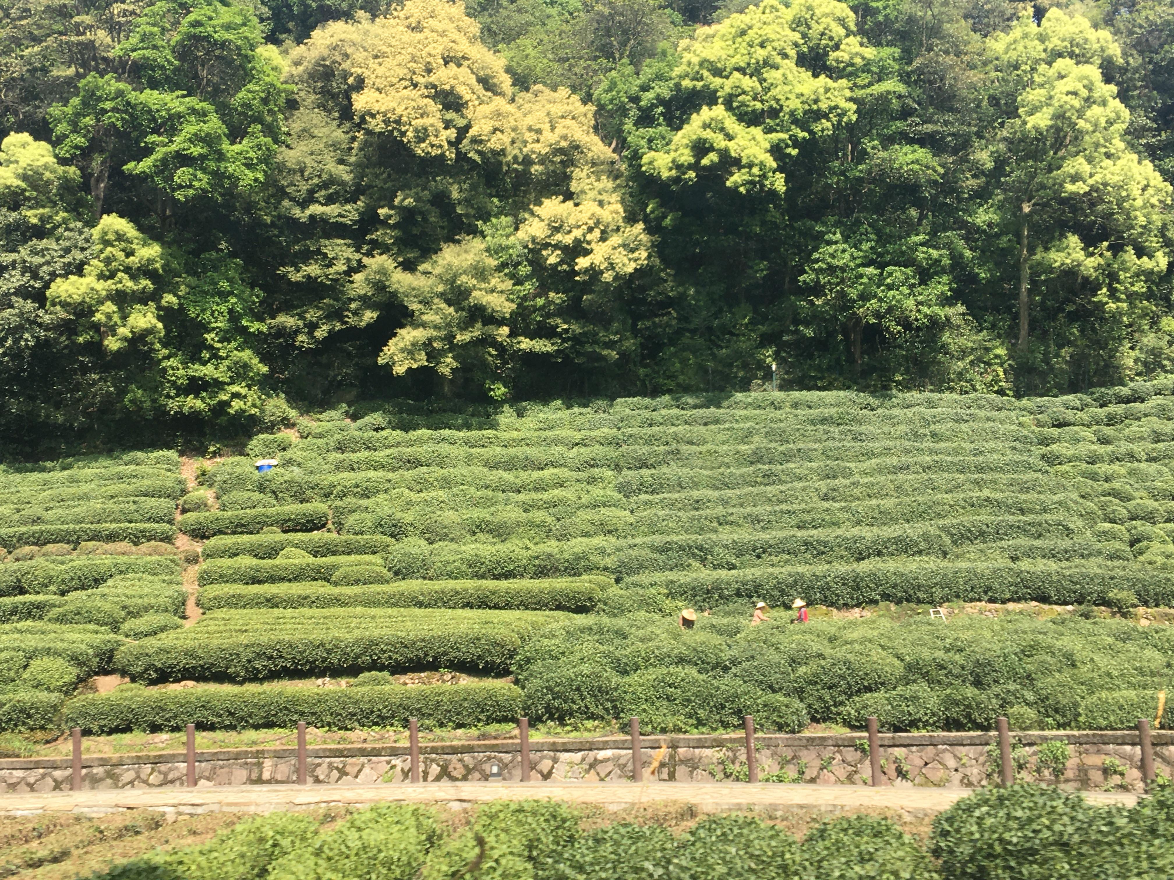 【浙江游记】杭州-梅家坞茶园——松轩竹径,药圃花蹊,茶园稻陌,竹坞梅溪 - 知乎