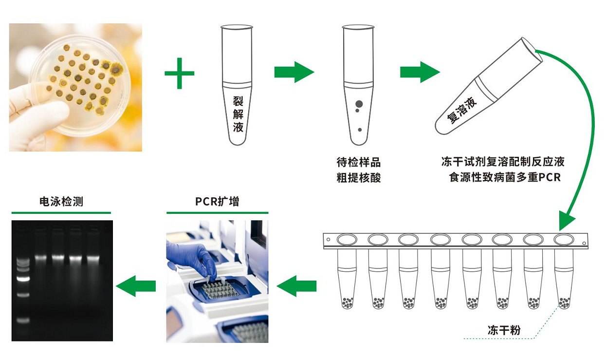 冻干型荧光pcr检测试剂盒流程示意及检测原理