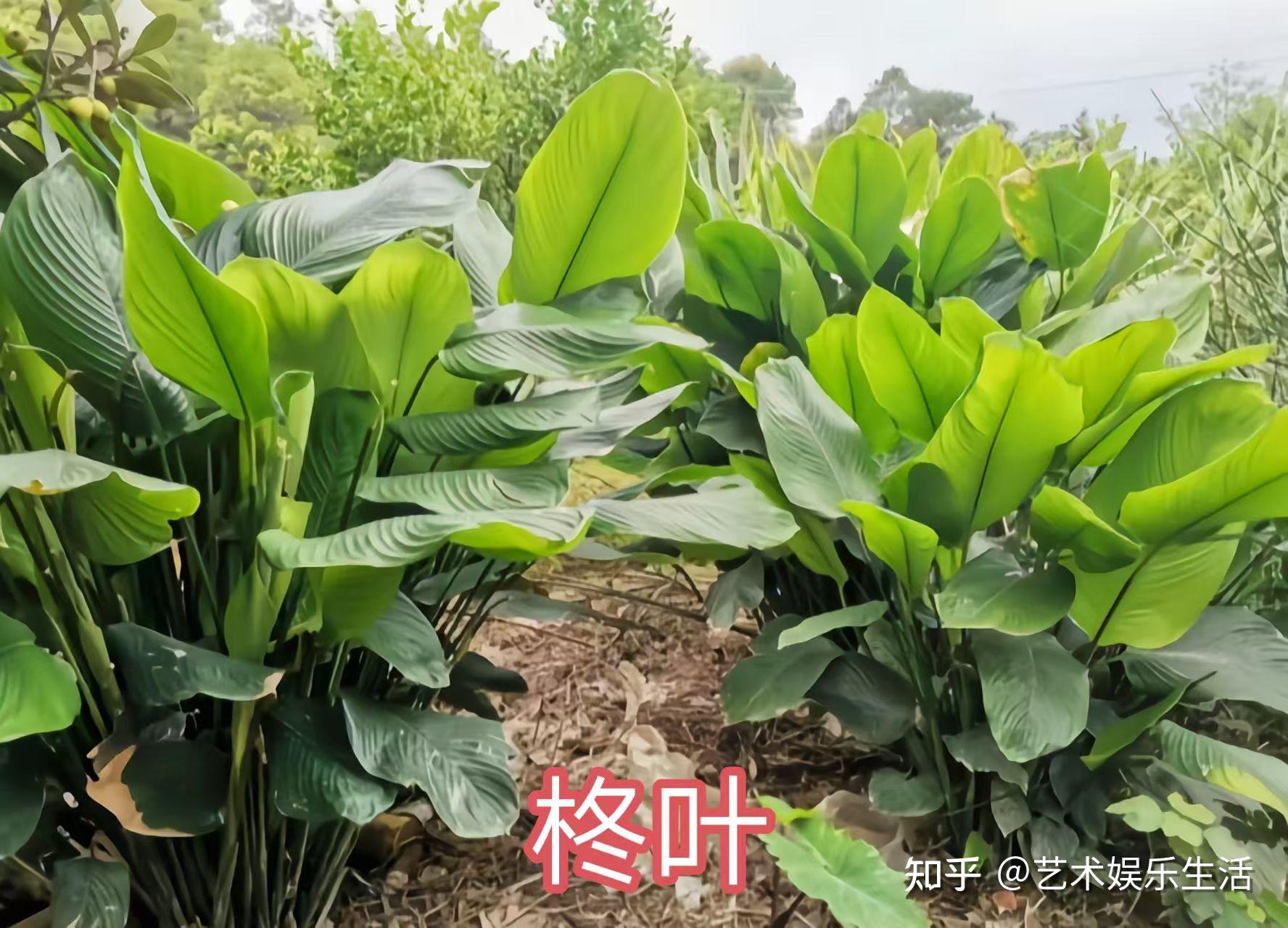 竹芋科的13种代表植物 - 知乎