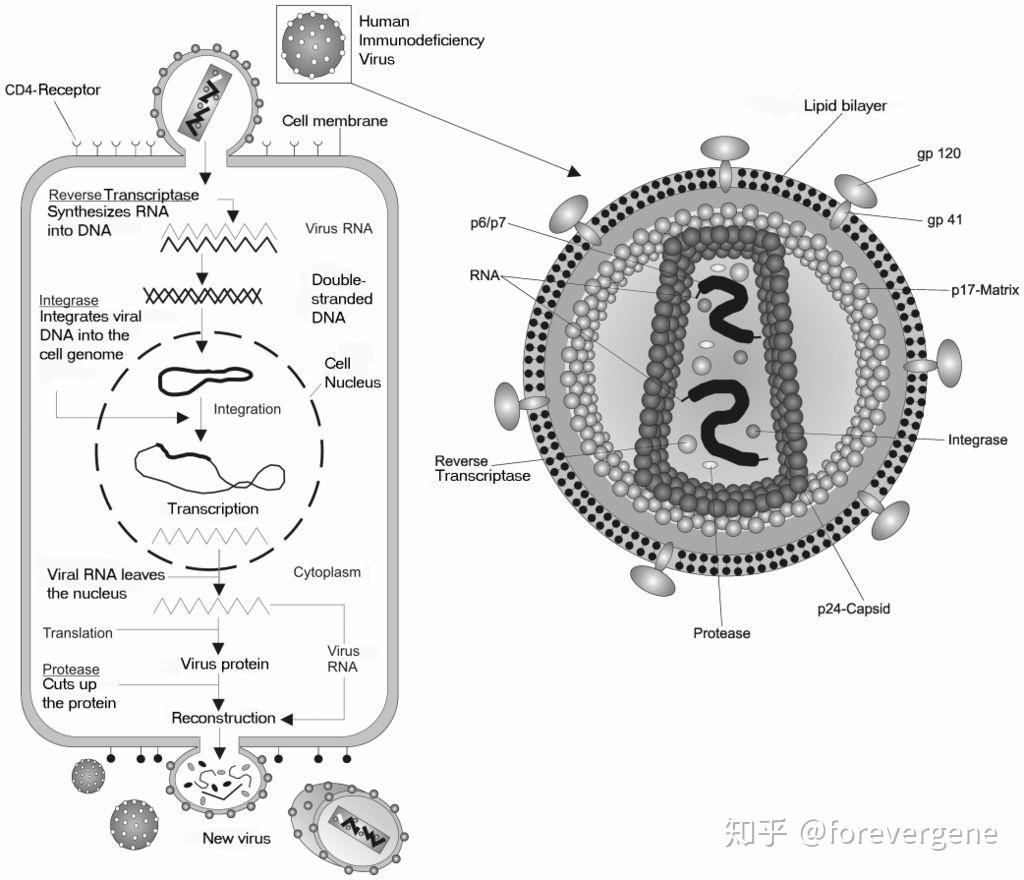 逆转录病毒hiv与人体的暗战 - 知乎