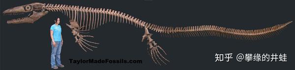 【地球演义】蜥形漫记 - 知乎