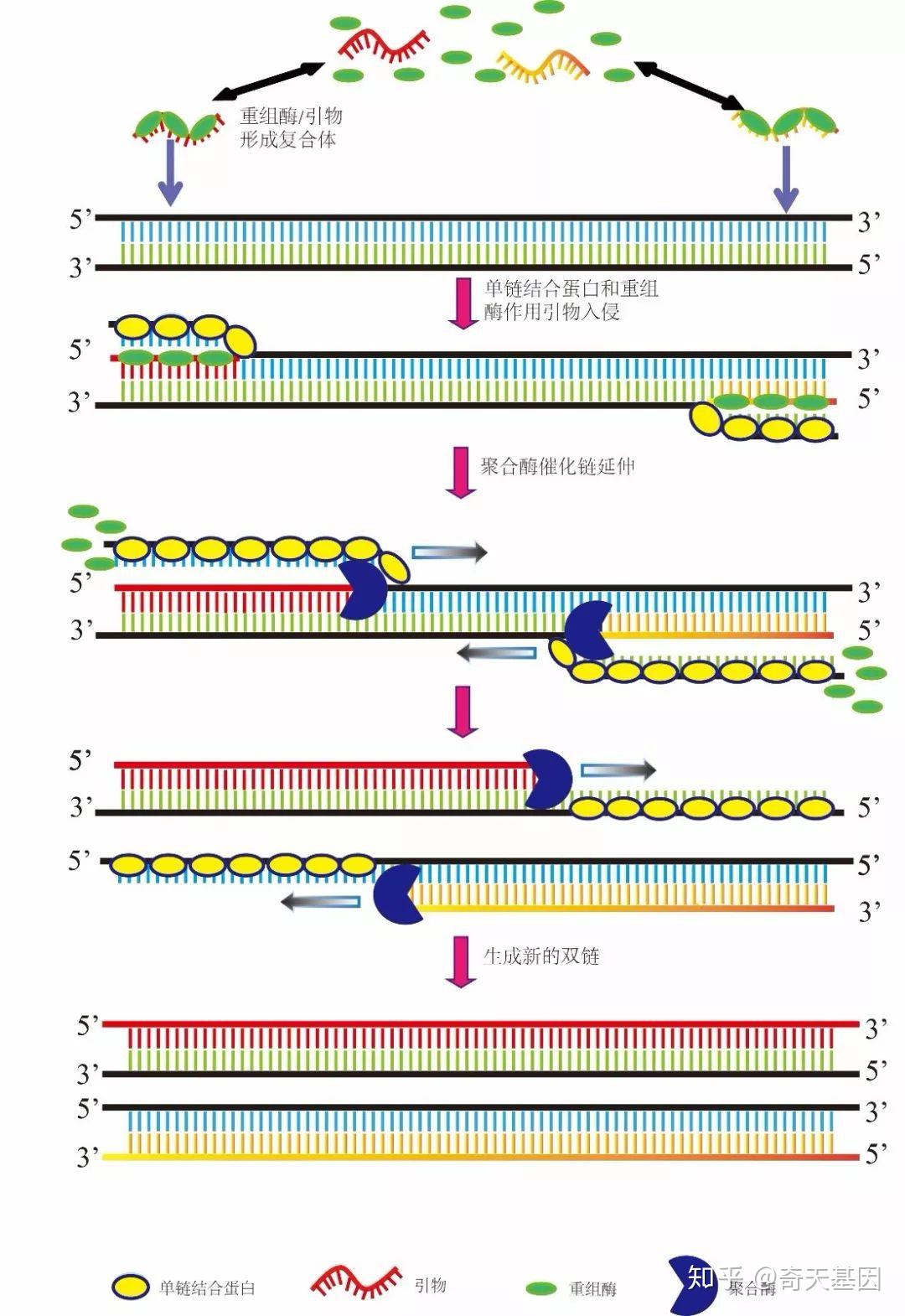 raa重组酶介导等温核酸扩增技术原理