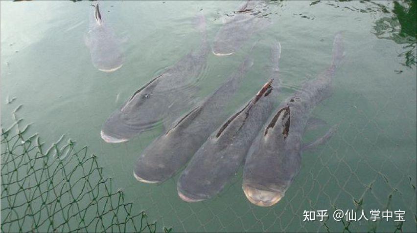 千岛湖困局未彻底解决:鲢鳙放养60多年,“保水鱼”保住了什么? - 知乎