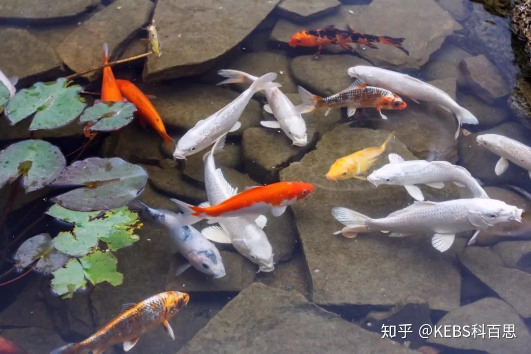 图鉴| 庭院小型鱼池参考 - 知乎