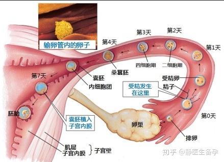 早孕试纸双杆却来大姨妈这是怎么回事