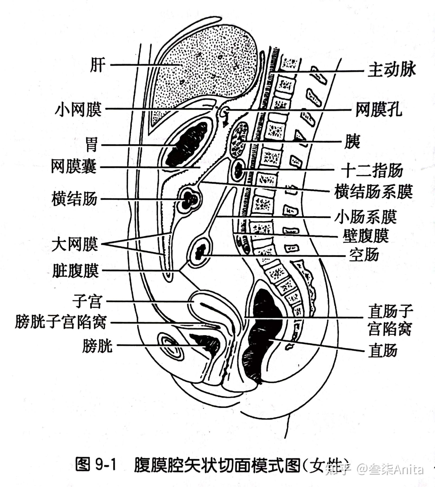 脏腹膜和壁腹膜图片