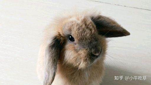 兔子的耳朵垂下来怎么画 v2-cc8e037521d2d3b4e786452efcaea655_r.jpg