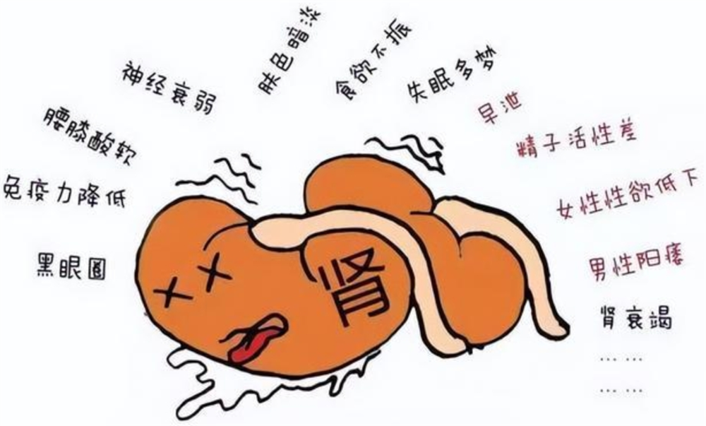 肾虚来袭：你的身体会告诉你什么？如何调理？ - 知乎